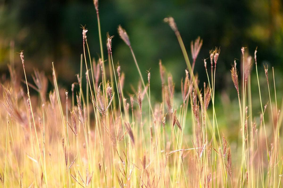 TriZetto Breach: Year-Long Undetected Intrusion Exposes Healthcare IT Failure